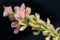 /album/rostliny-y-nasi-prirody/dsc3073-onobrychis-viciifolia-vicenec-ligrus-jpg/